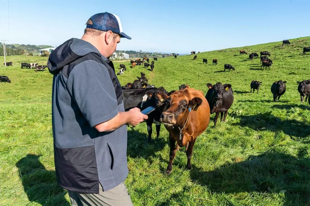 Sensehub Dairy cow collars