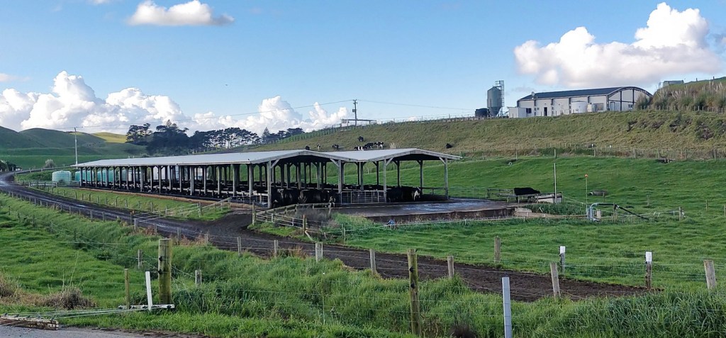 Payne Ranch optimised operations with SenseHub Dairy cow collars