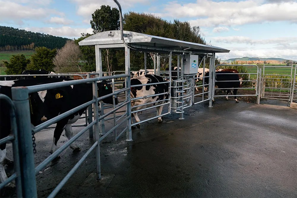SenseHub Dairy integrates with Intelligate drafting gate