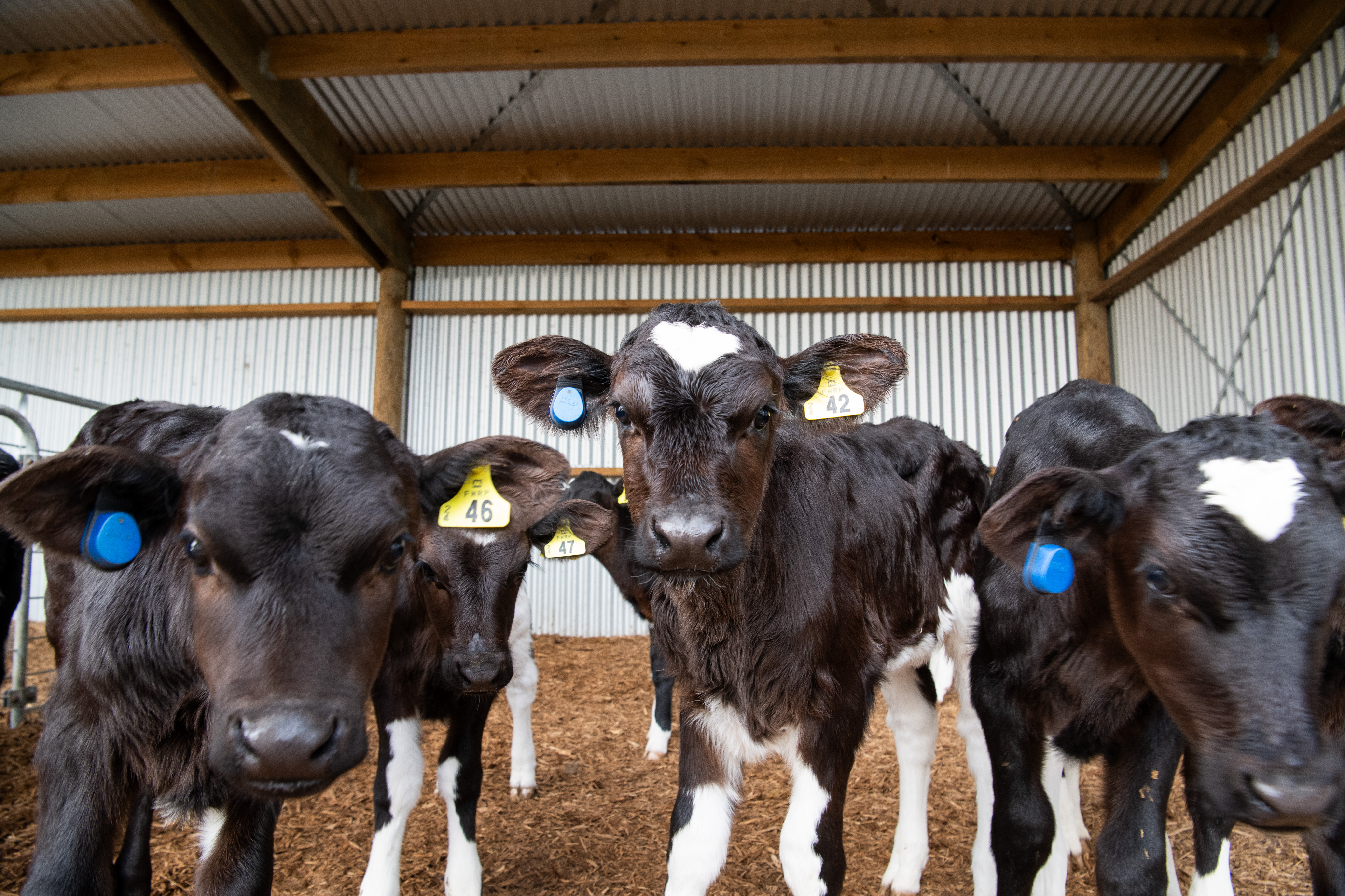SenseHub Dairy young stock monitoring