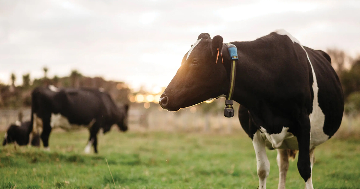 MSD Animal Health Announces MINDA Integration with SenseHub® Dairy Monitoring