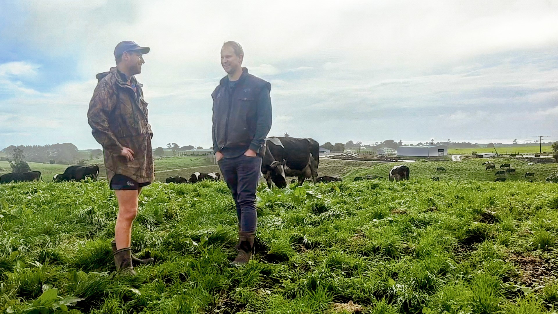 SenseHub® Dairy collars deliver less staff pressure and boost herd performance