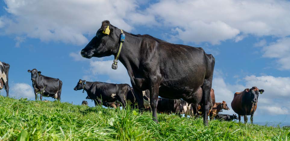 SenseHub Dairy Collars