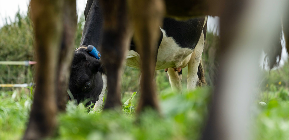 SenseHub dairy collars on cows