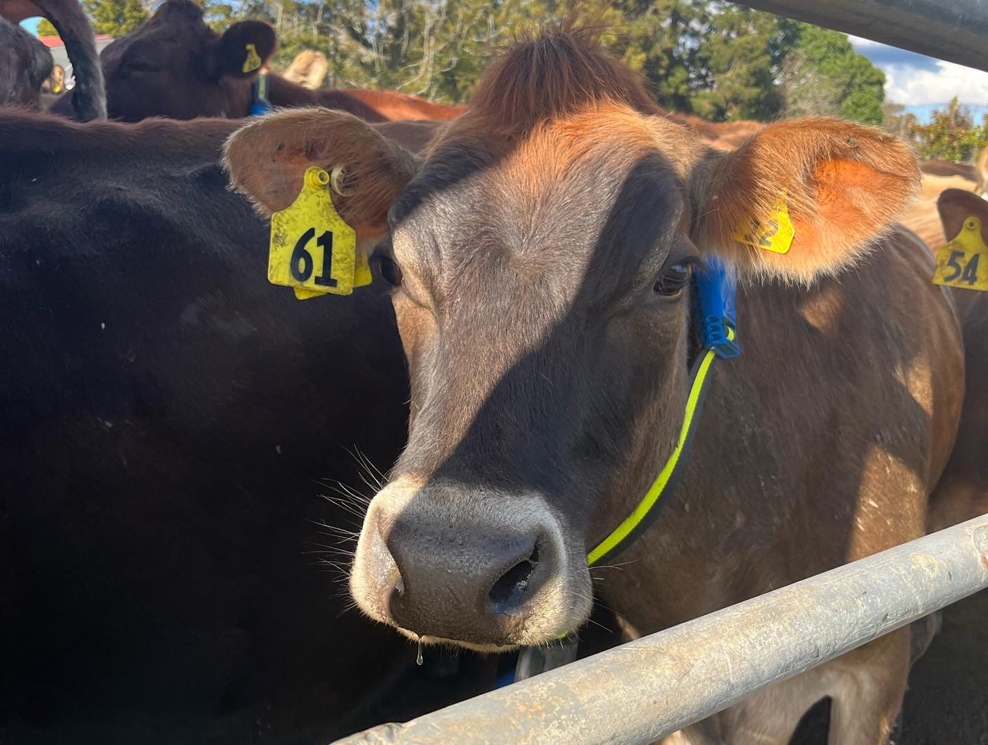 Donald's Farm Jersey Cow