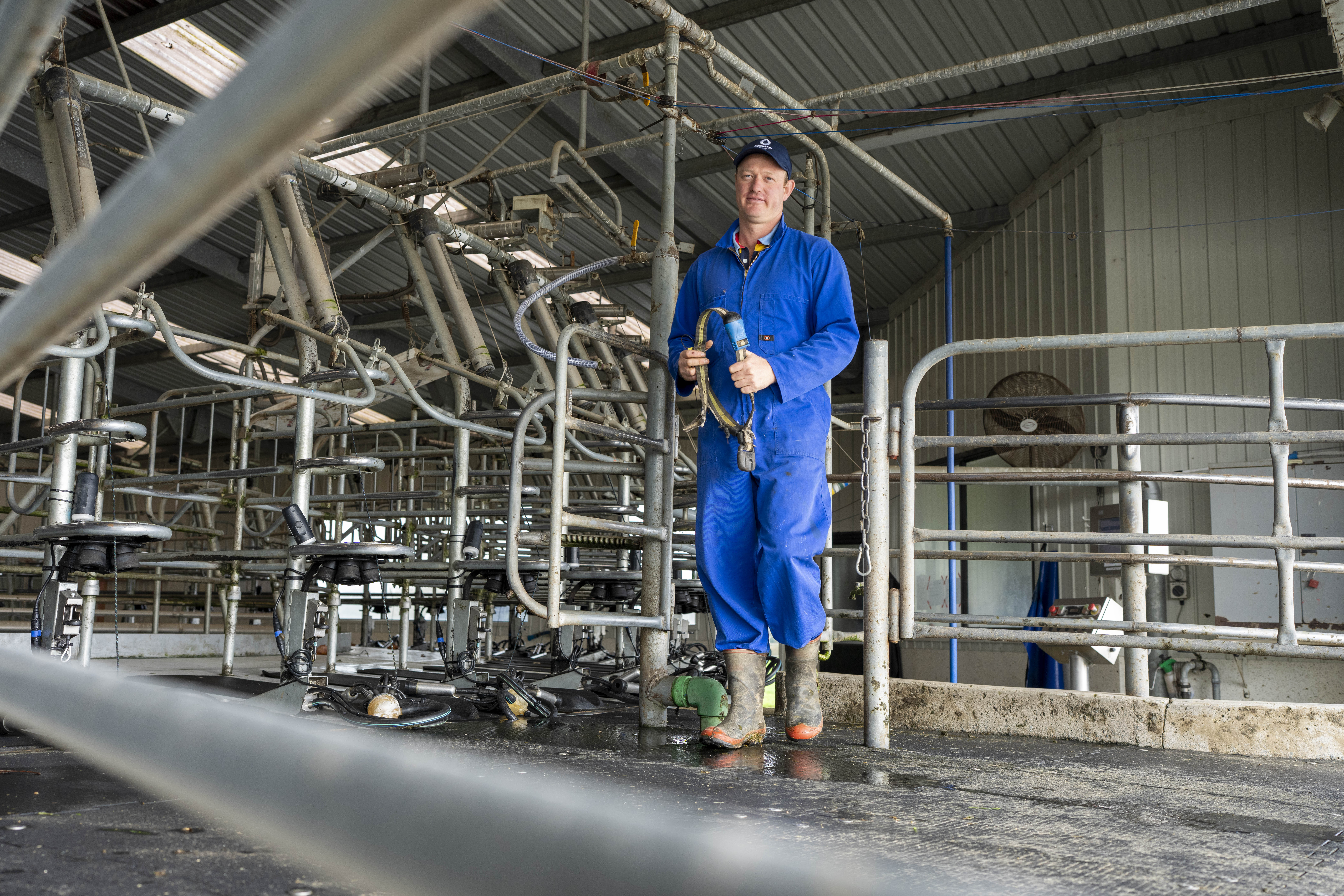 SenseHub Dairy collars deliver for Waikato sharemilkers