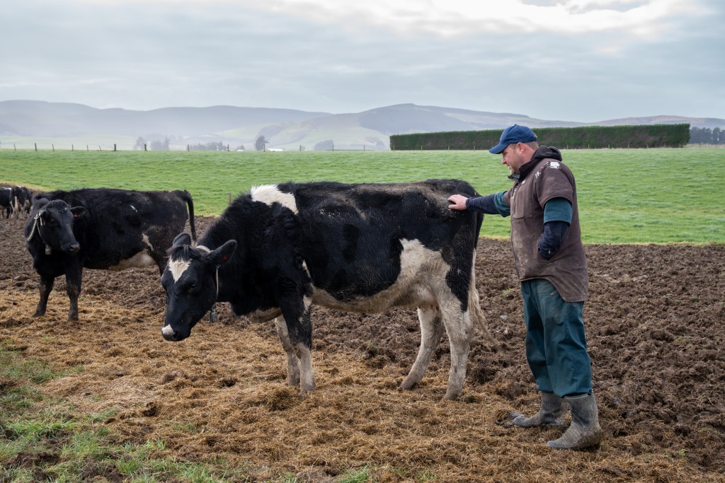 Caleb Hamill & Cow with SenseHub Dairy collar